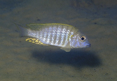 Lethrinops sp. 'longimanus likoma' Mbako Point